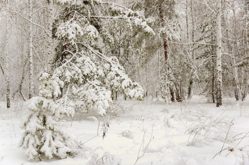 Начало декабря в Чернолучье