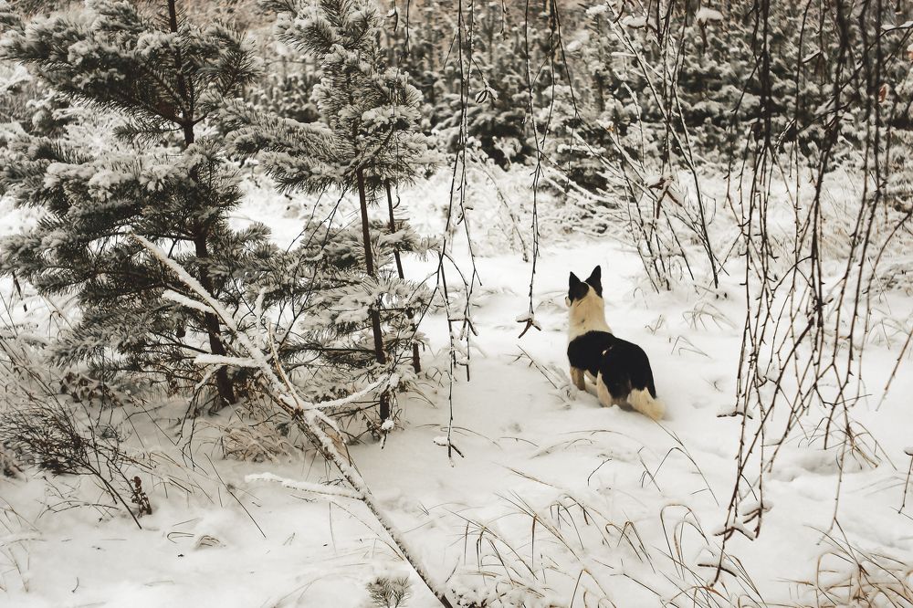 Настороженность