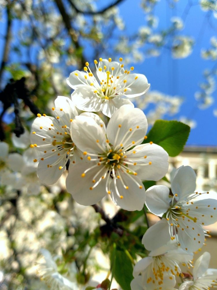 Photograph by Darko Milojevic