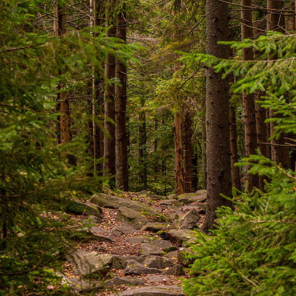 Фотография автора Дмитрий Дашкевич