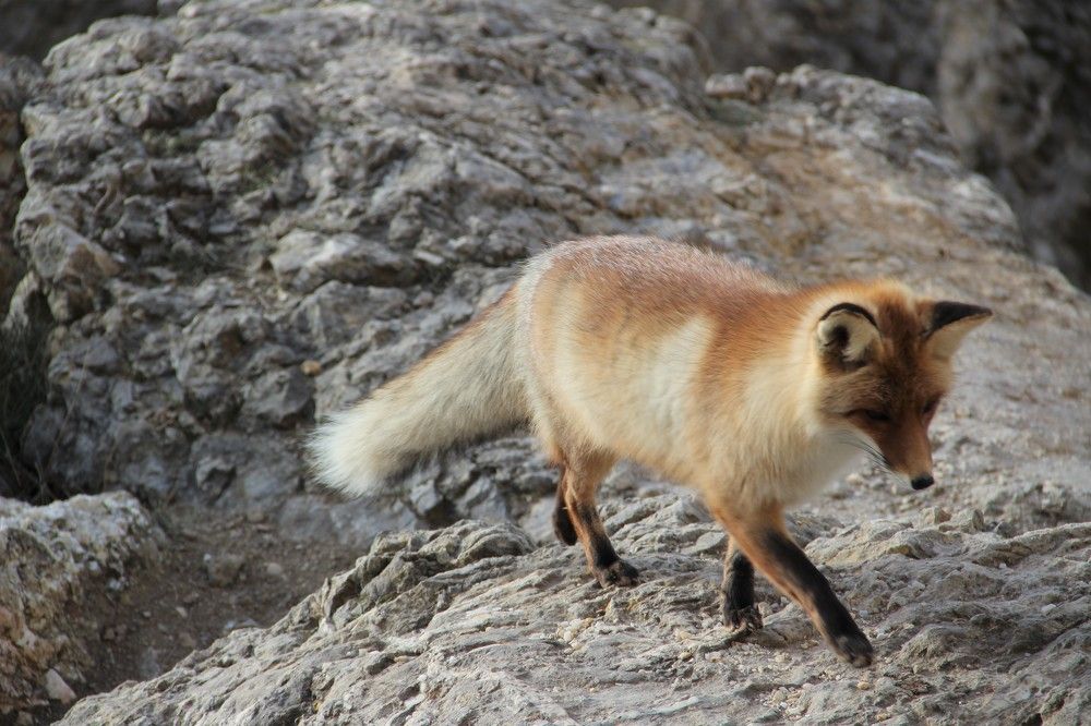 Морская лиса