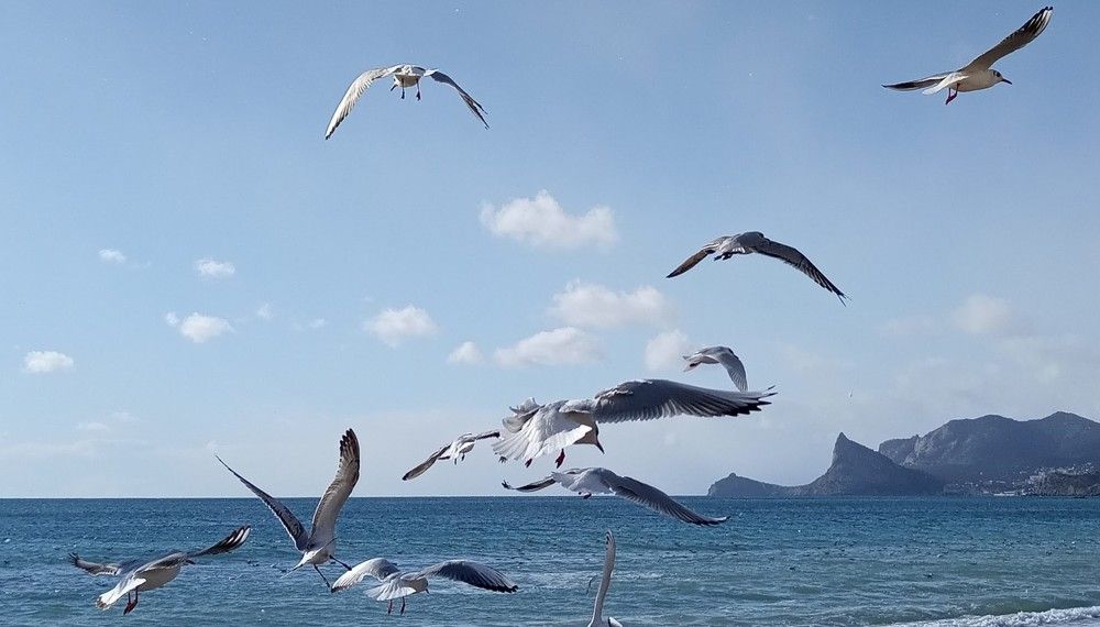 Переполох у чаек