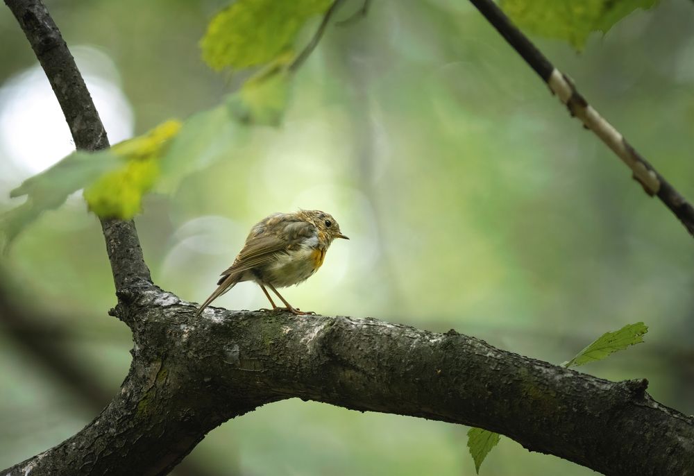 Фотография автора Котов Андрей