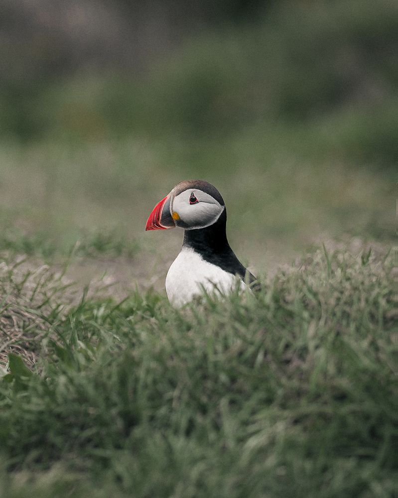 Photograph by Alex Odom-Tomchin