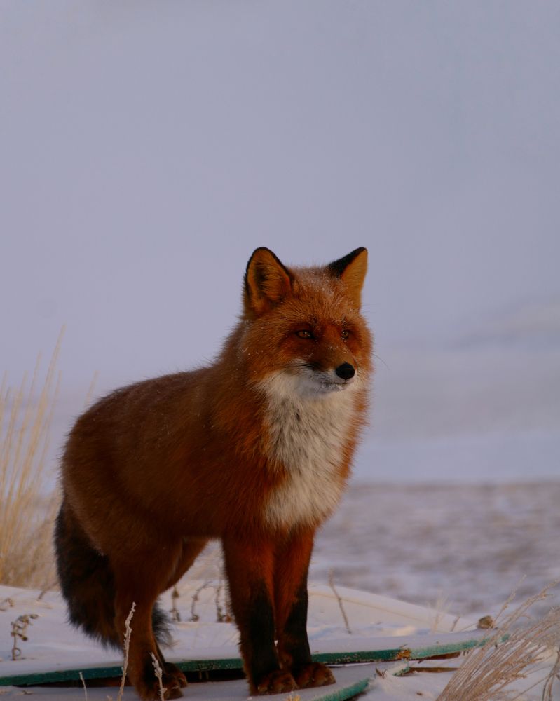 Photograph by Никита Серебряков