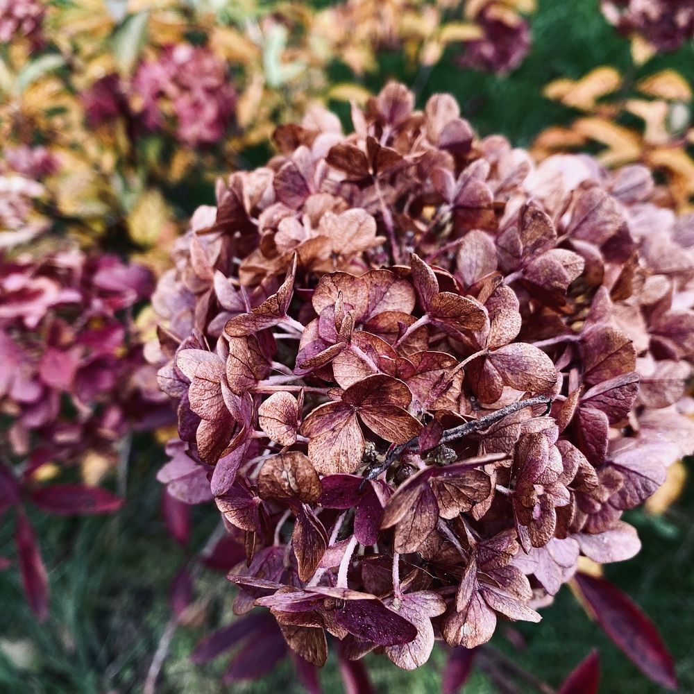 Фотография автора Елена