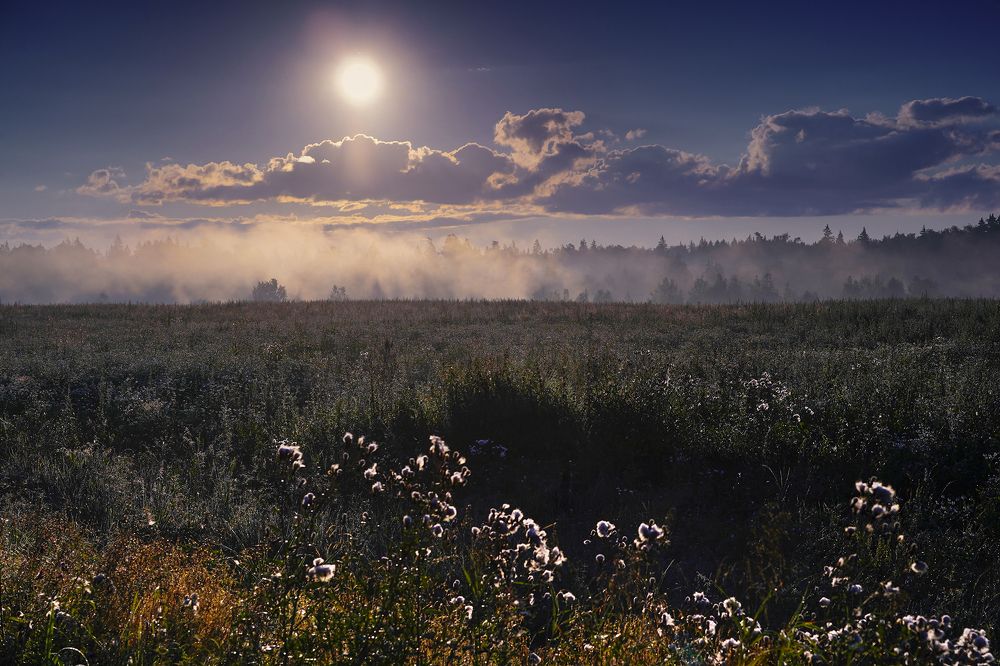 Туман над лесом