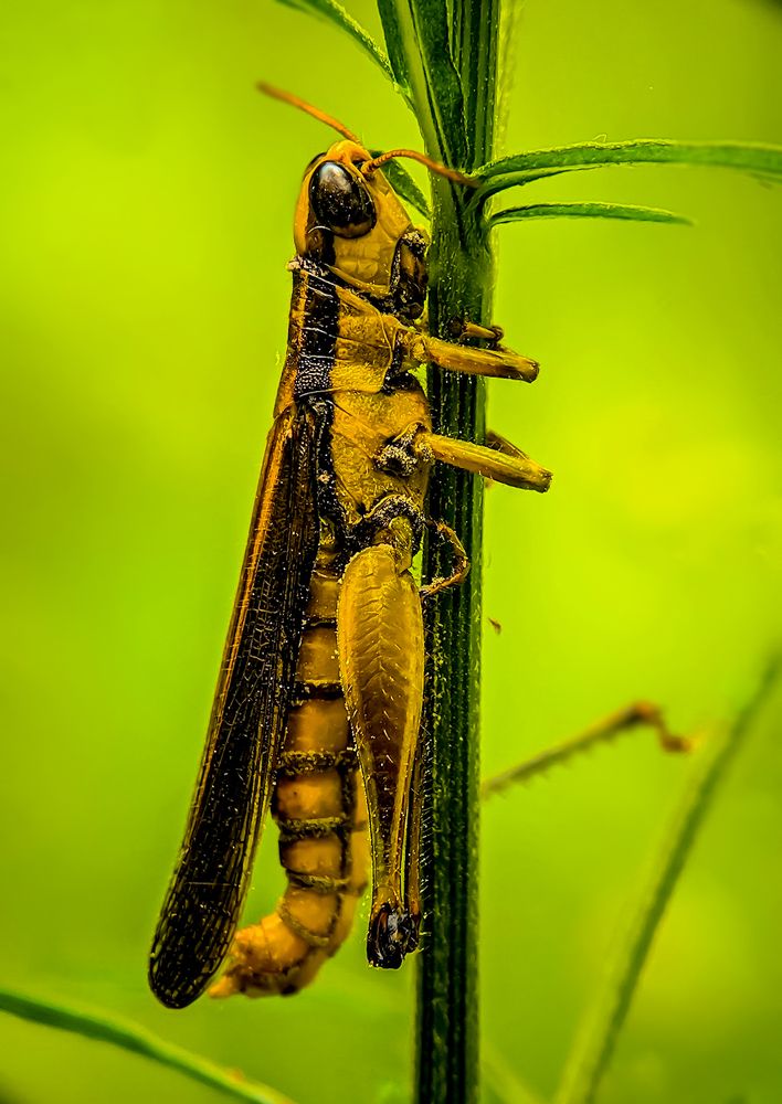 Photograph by sandhya kudli