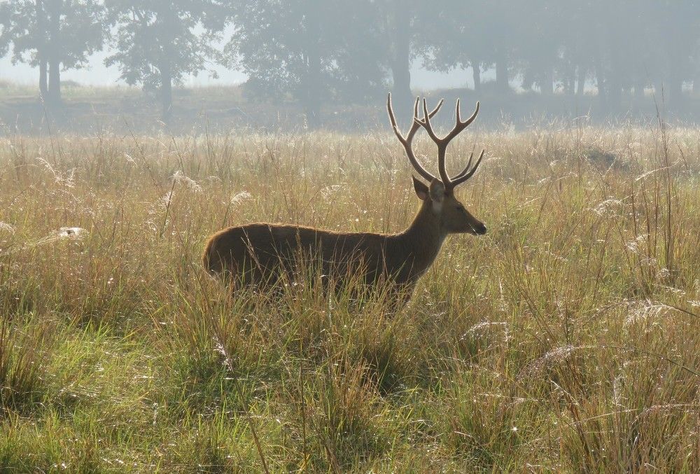 Male swamp deer moves through the grasslands