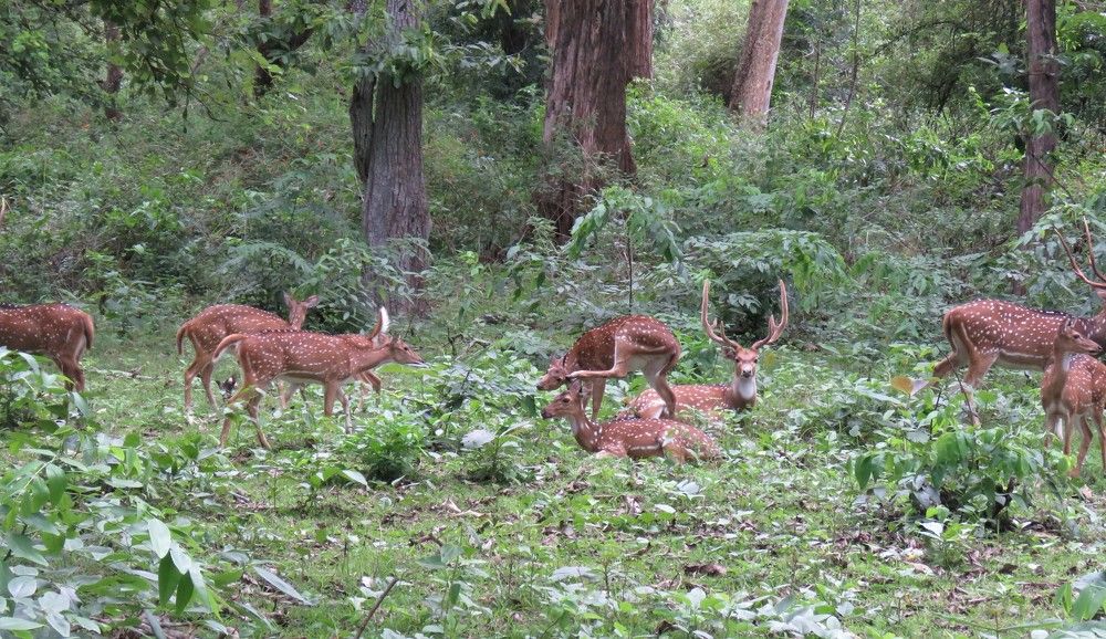 A group of spotted deer