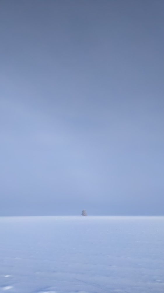 Дерево zen