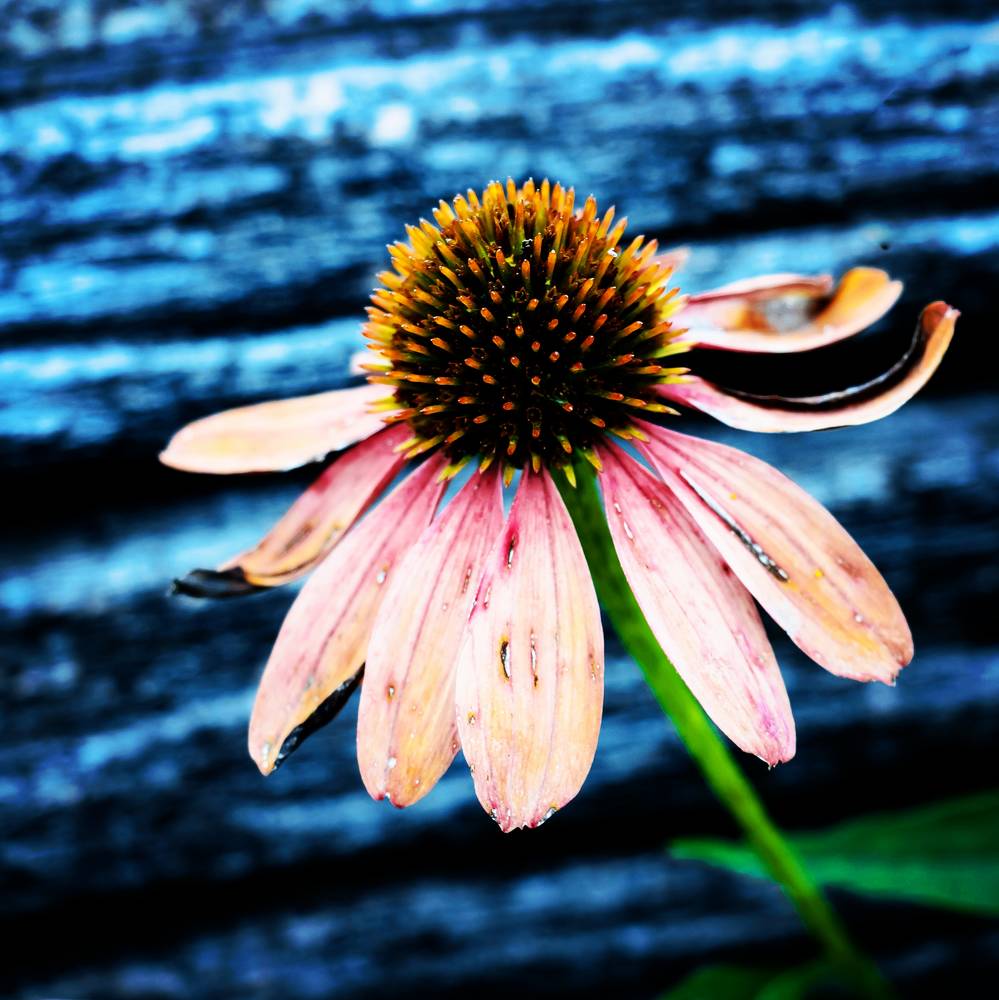 Photograph by Sharon Sabharwal