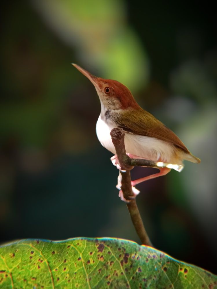 Photograph by Thimira dinisuru