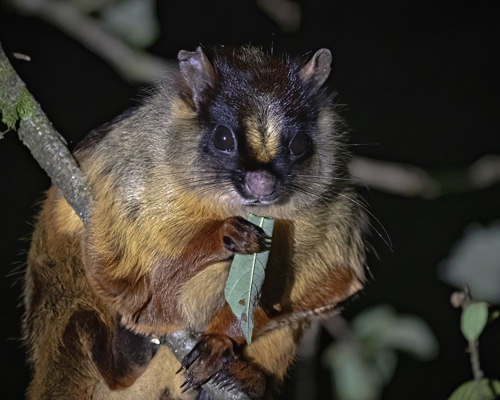 Flying Squirrels of North-east India