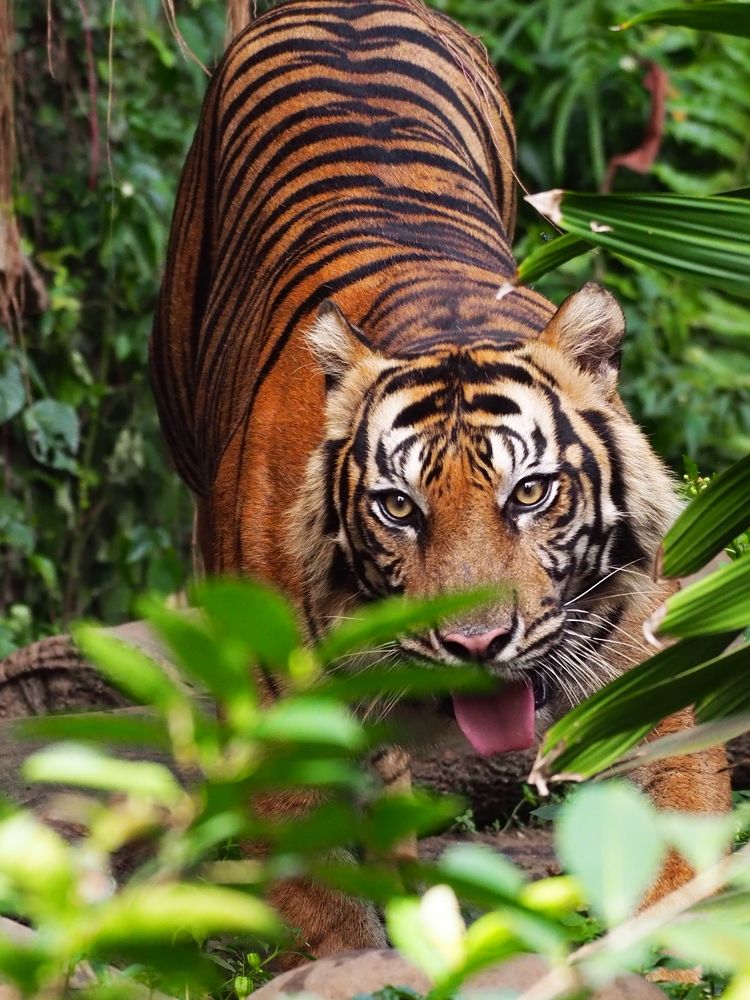 Photograph by Eka Novianto Nugroho