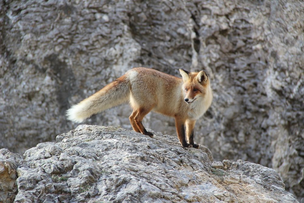 Лиса горная