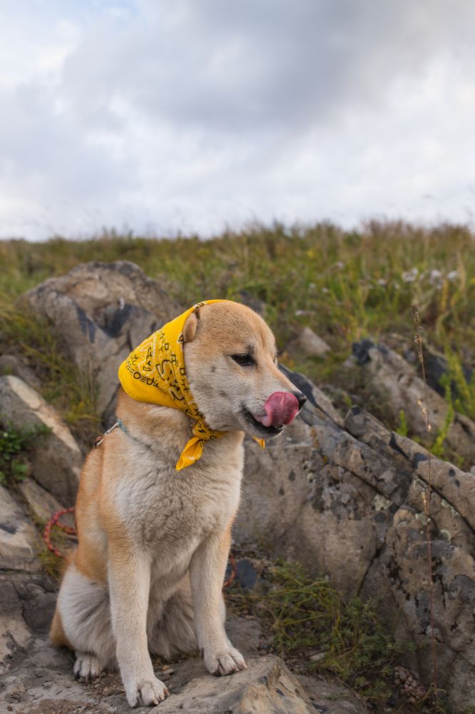 Лисичка-сестричка и колобок