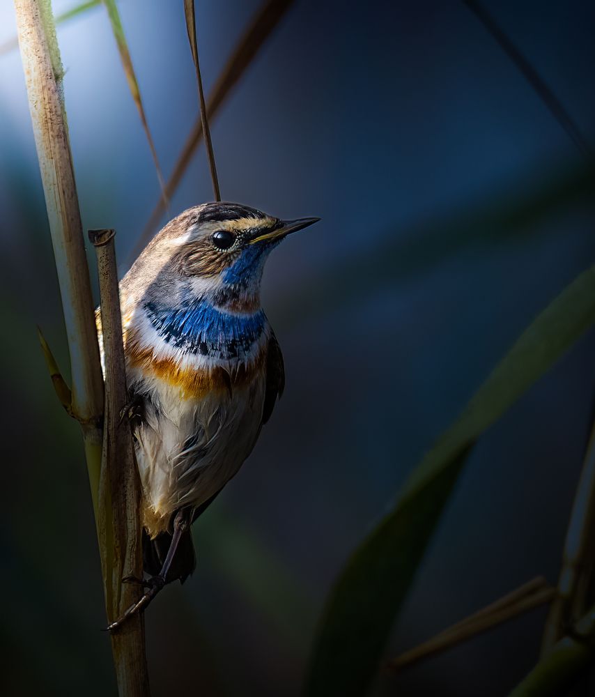 Фотография автора Sunny Saha Pramanick