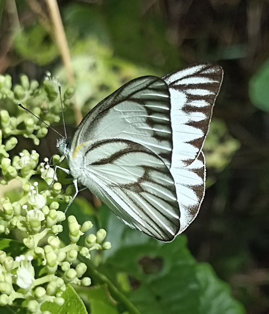 Photograph by Harry Syahrizuan