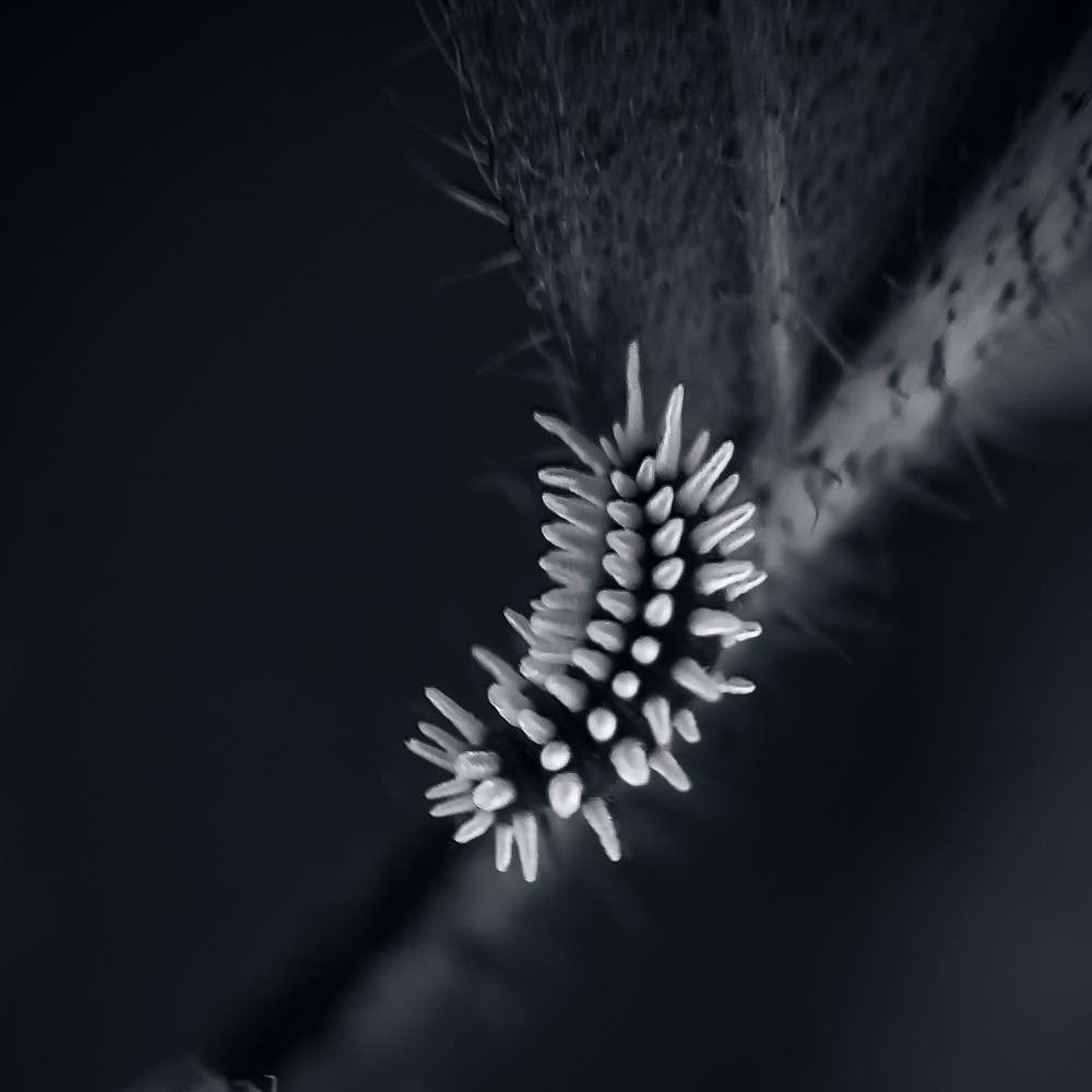 Photograph by Subrat Arya