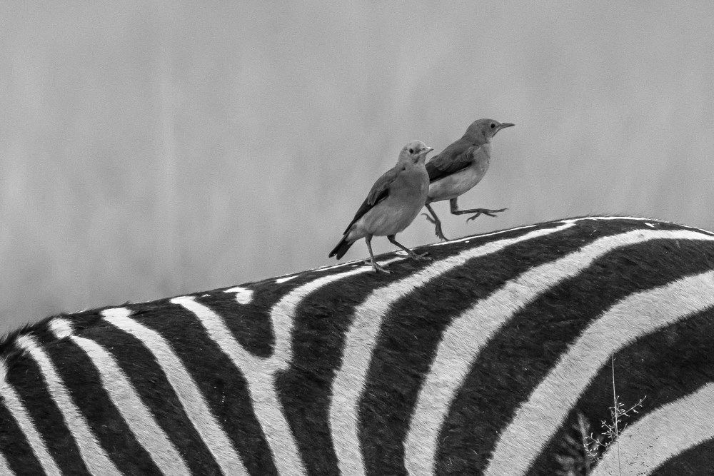 Photograph by Carmelo Stagnetta