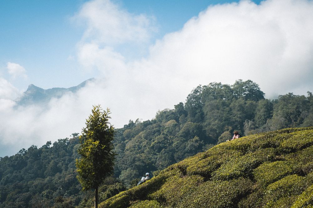 Tea plantations in Munnar, India