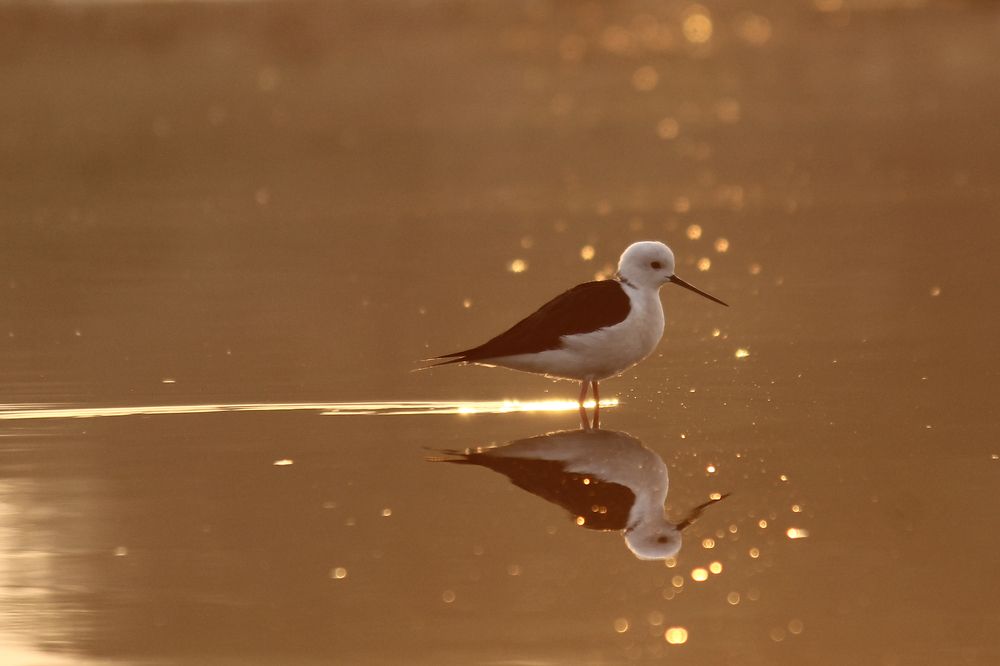 Photograph by Chintan Vyas