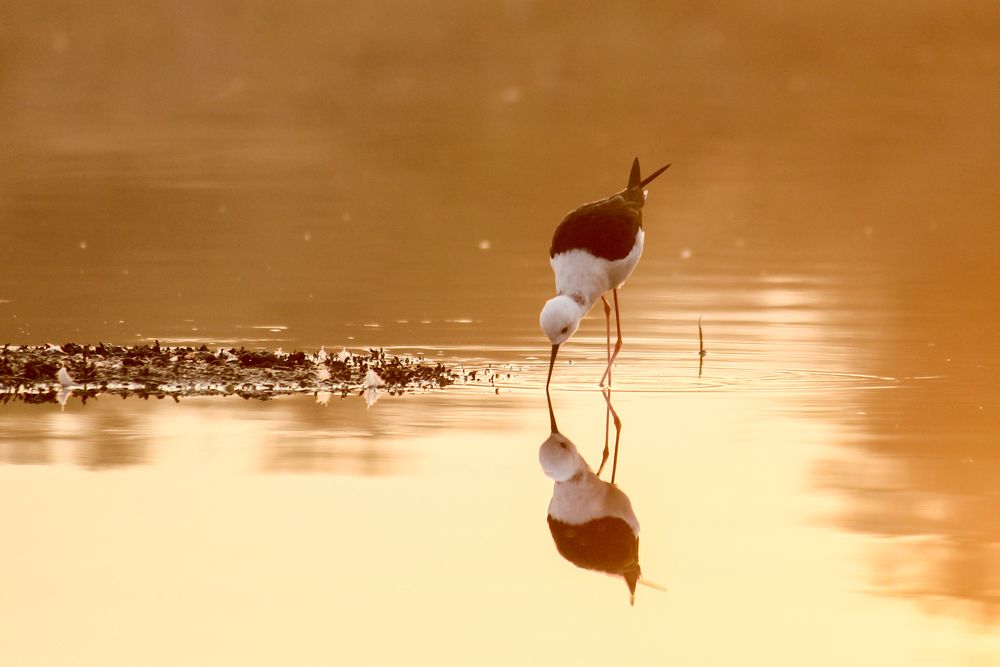 Photograph by Chintan Vyas