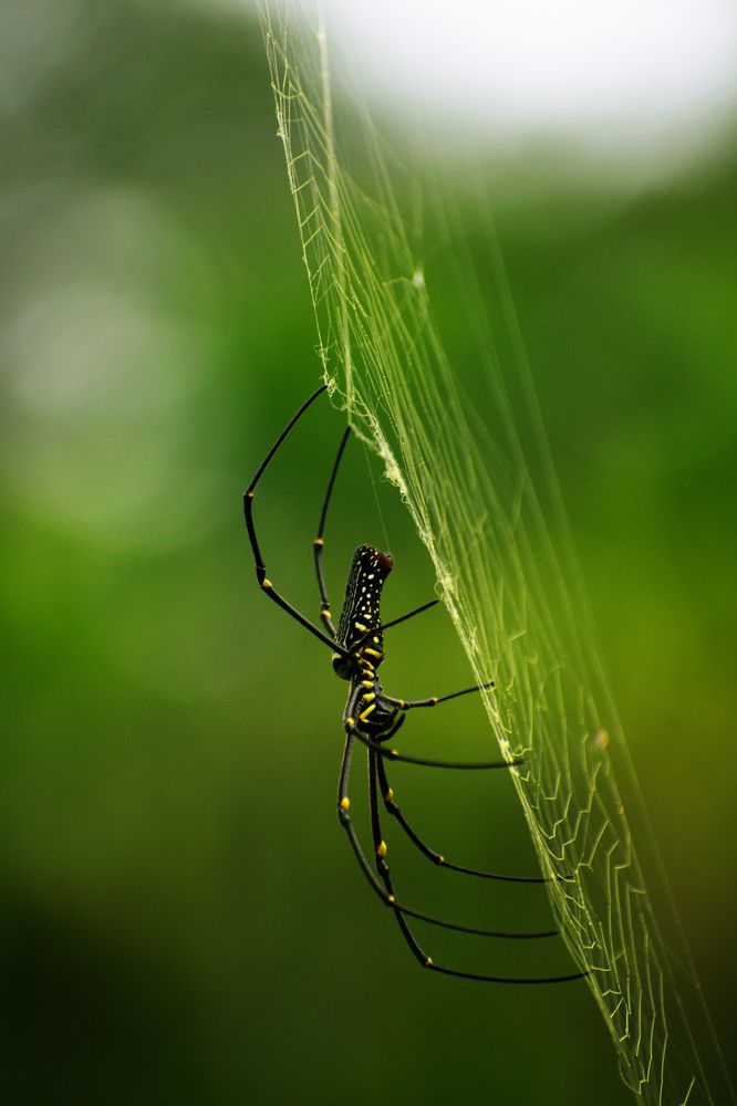 Photograph by Wricheek Dutta