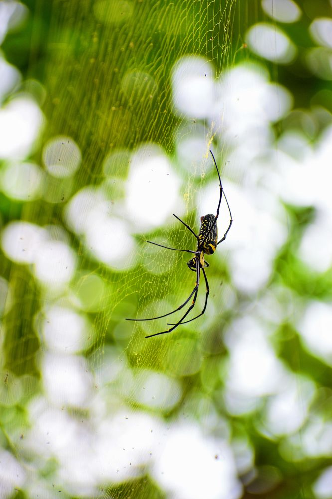 Photograph by Wricheek Dutta