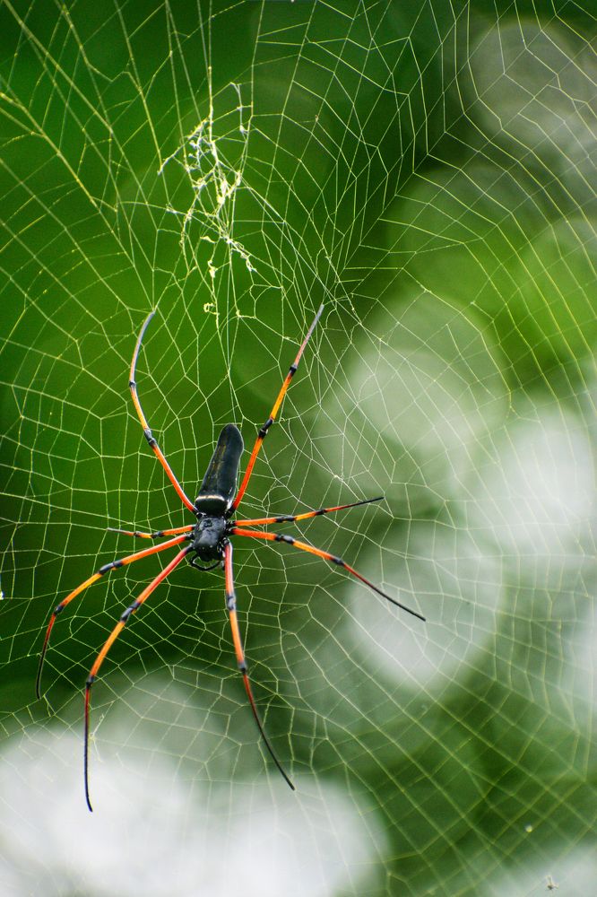 Photograph by Wricheek Dutta