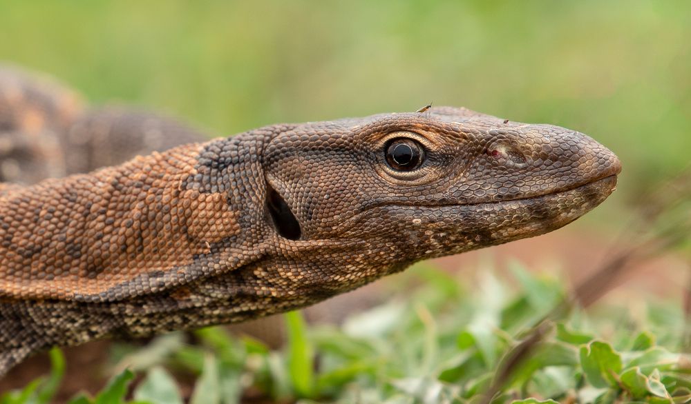 Bengal Monitor