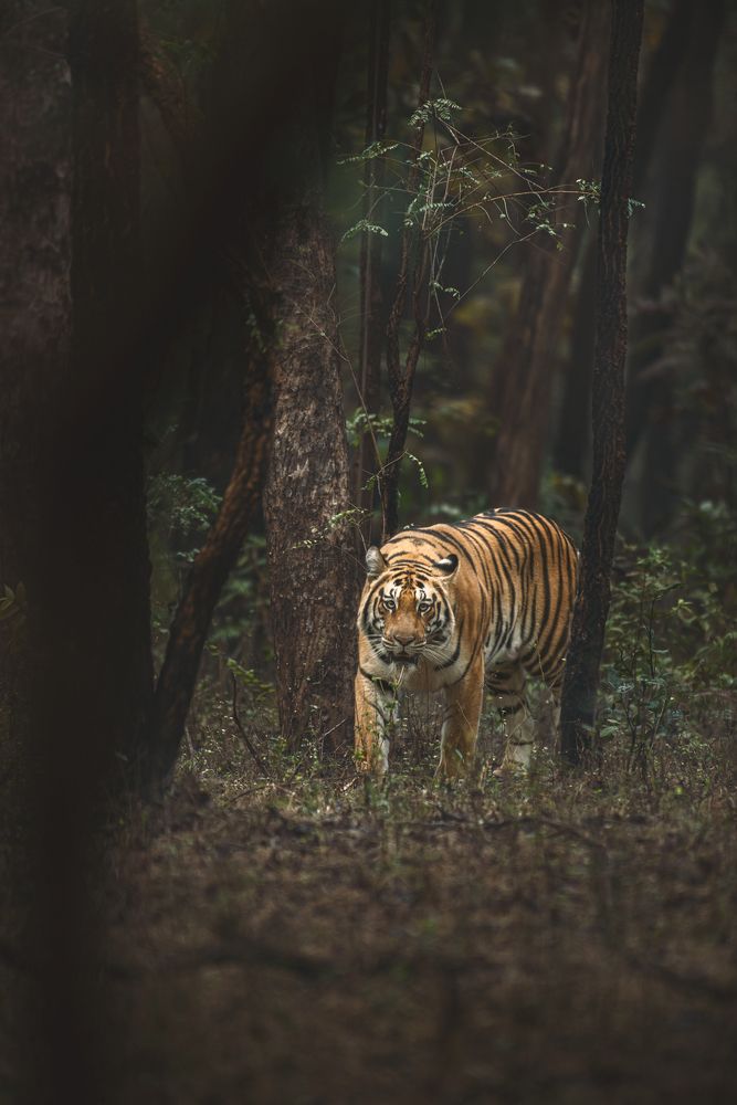 Photograph by Neeraj Gade