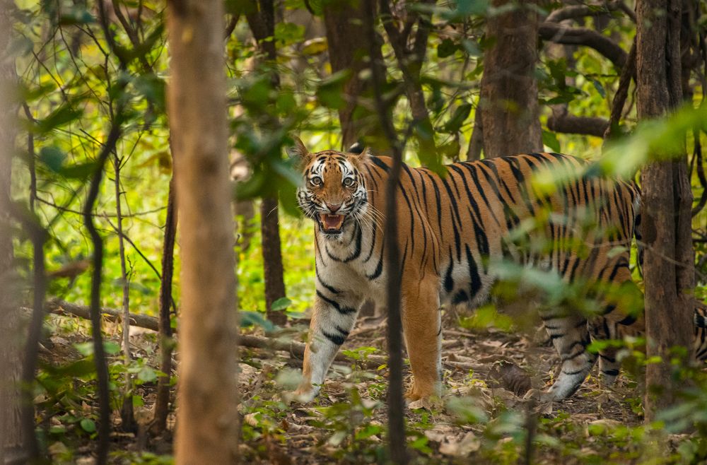 Photograph by Neeraj Gade