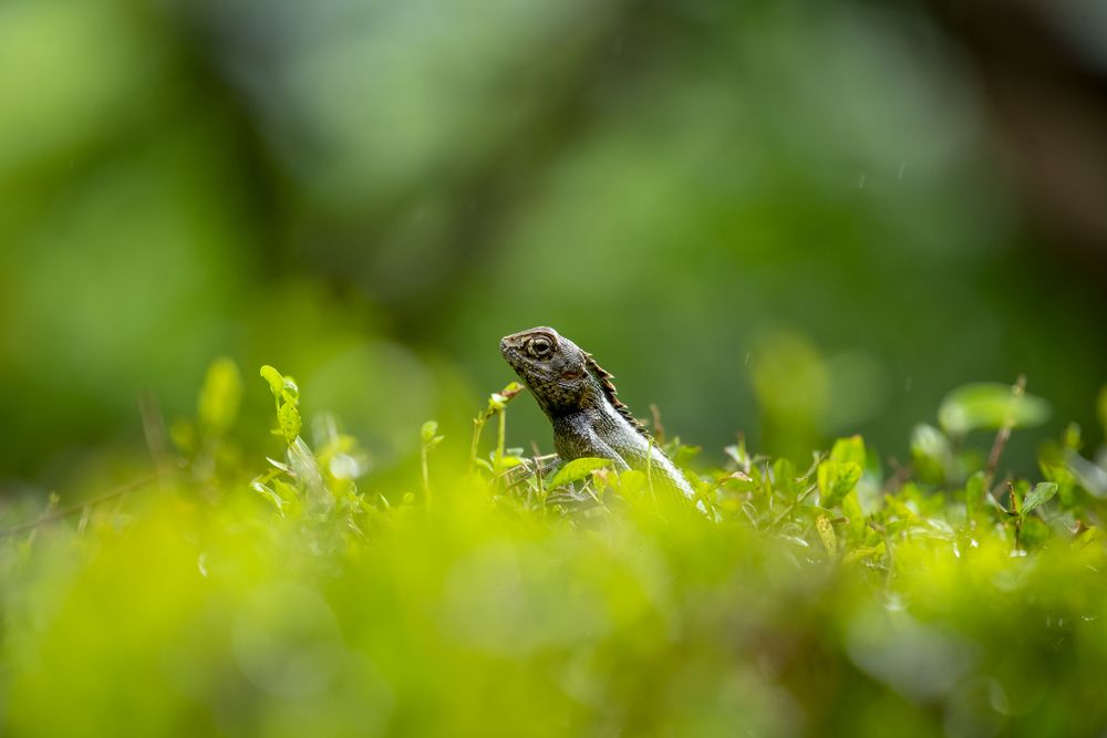 Photograph by Neeraj Gade