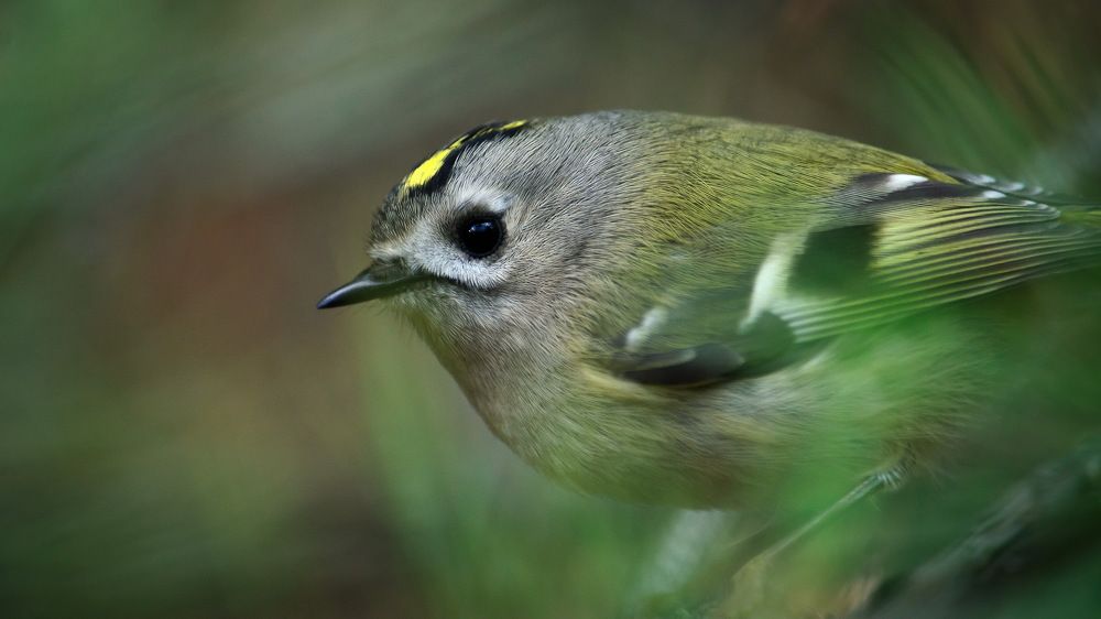 Photograph by Оксана Маховская