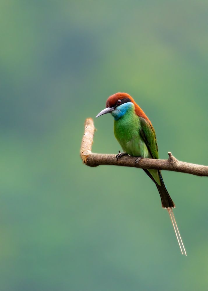 Blue-throated bee eater