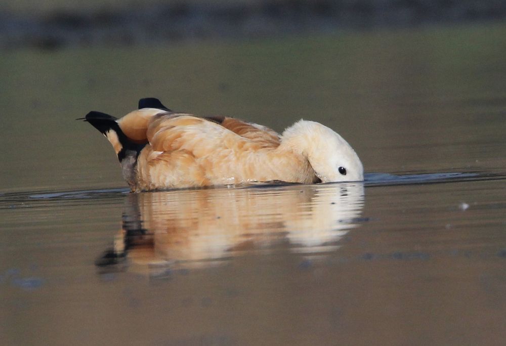 Photograph by Vikram Bahal