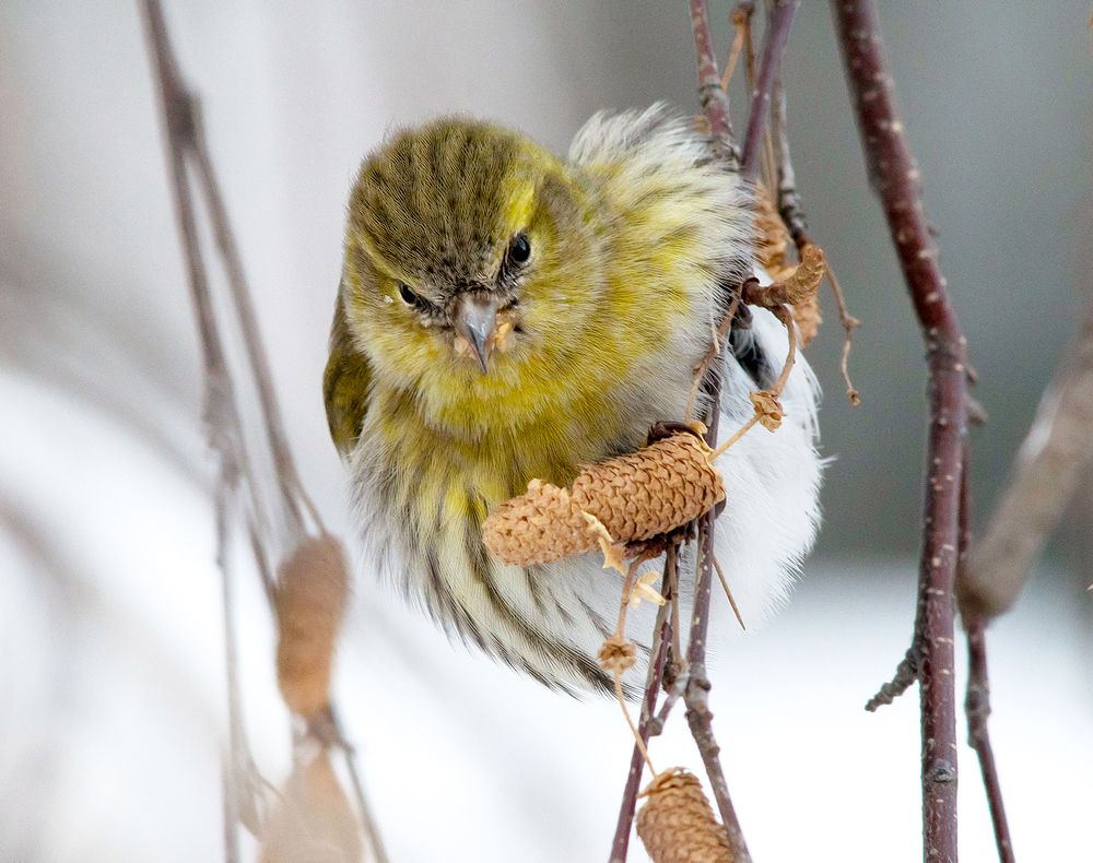 Берёзовые семечки. Чиж.