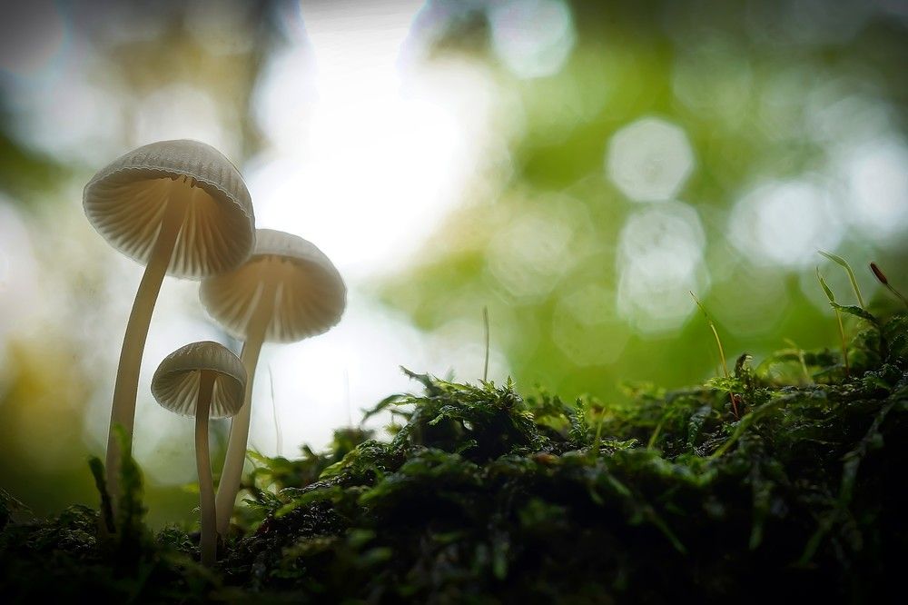 Photograph by Сергей Прокофьев