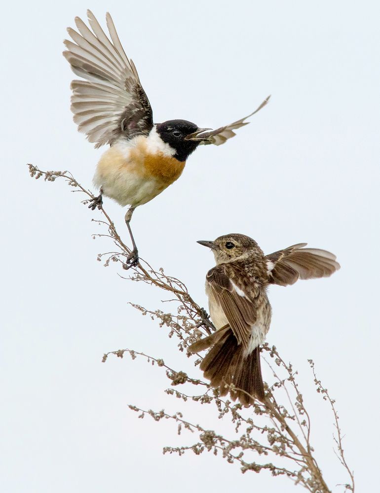 Кто в доме главный..?