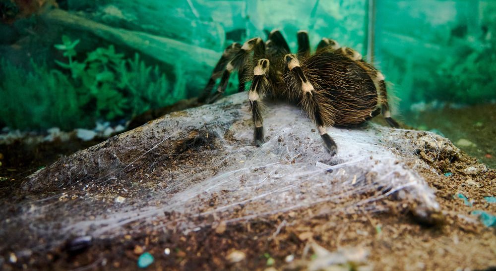Фотография автора Вагуро Евгений