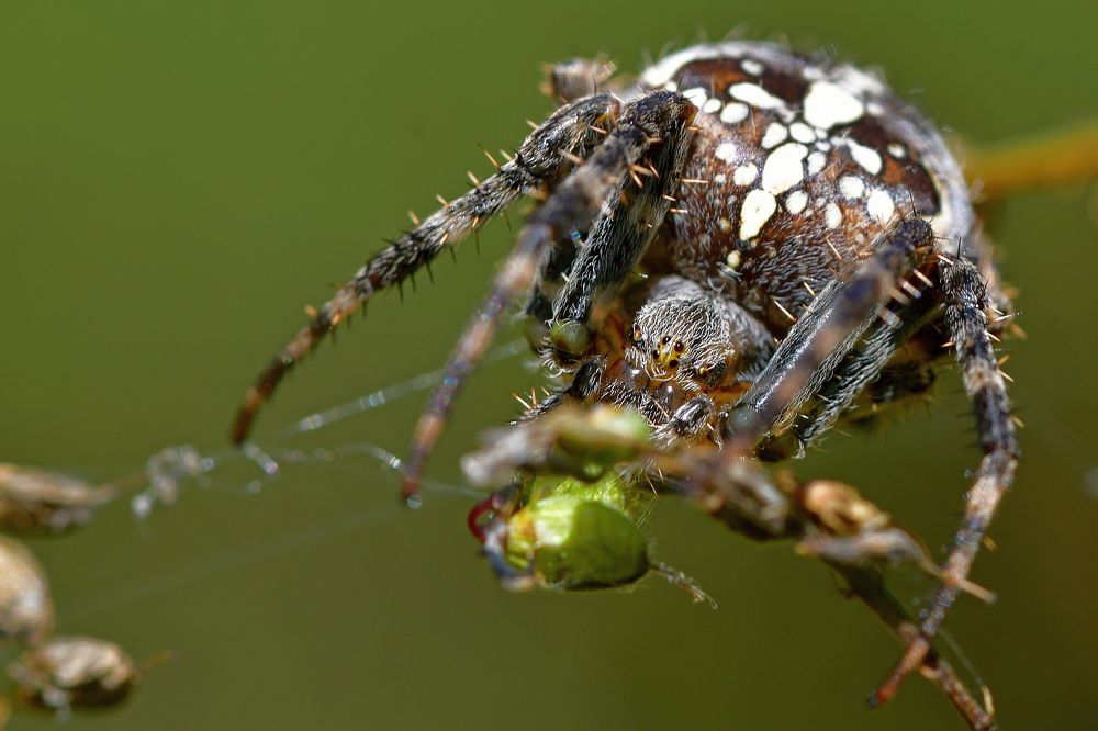 Araneus diadematus