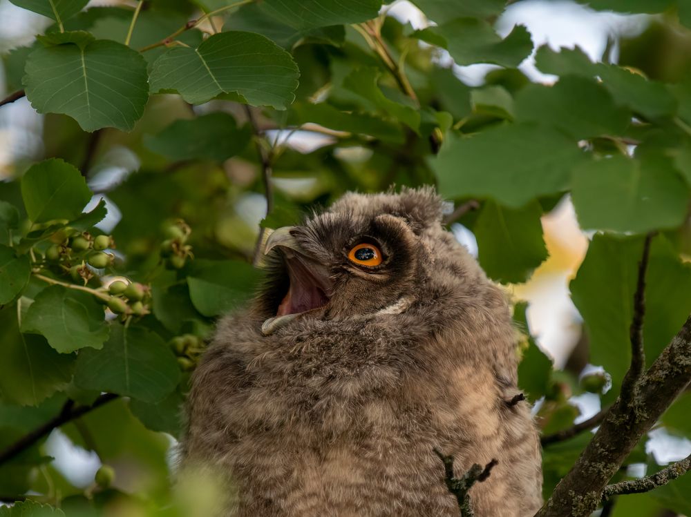 Фотография автора Калиногорский Юрий