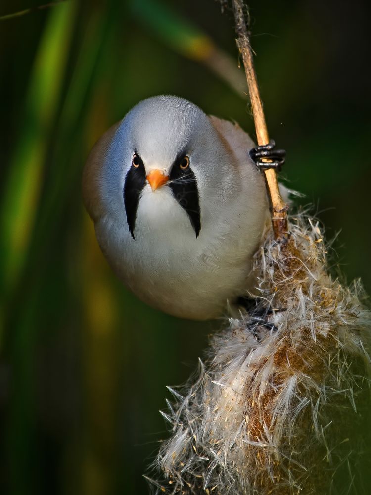 Photograph by Оксана Маховская