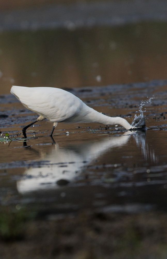 Photograph by Vikram Bahal