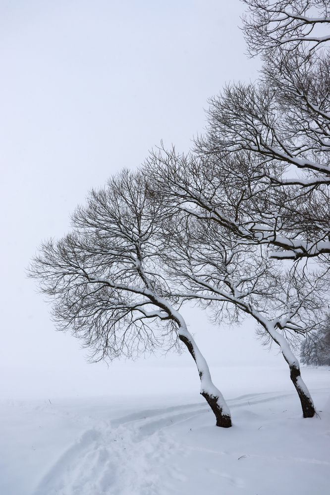 Белоснежная природа.