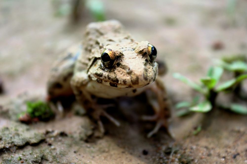 ID: Indian Frog ~ 2