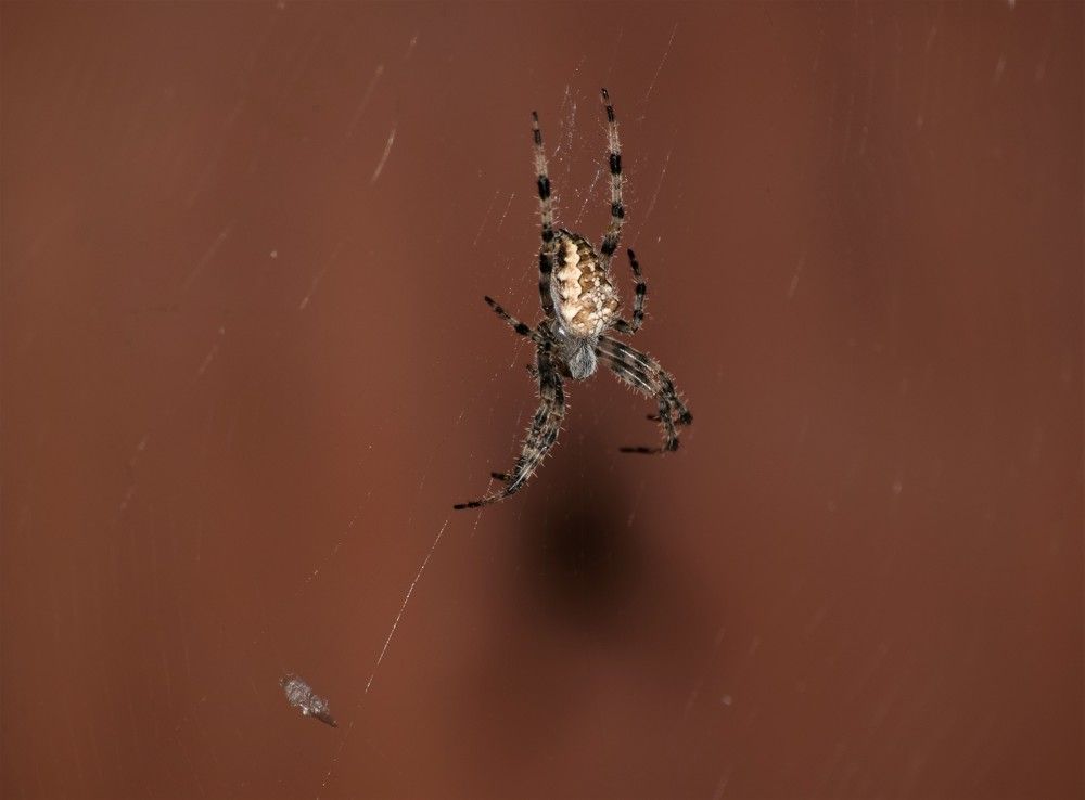 Photograph by Лариса Стрекулева