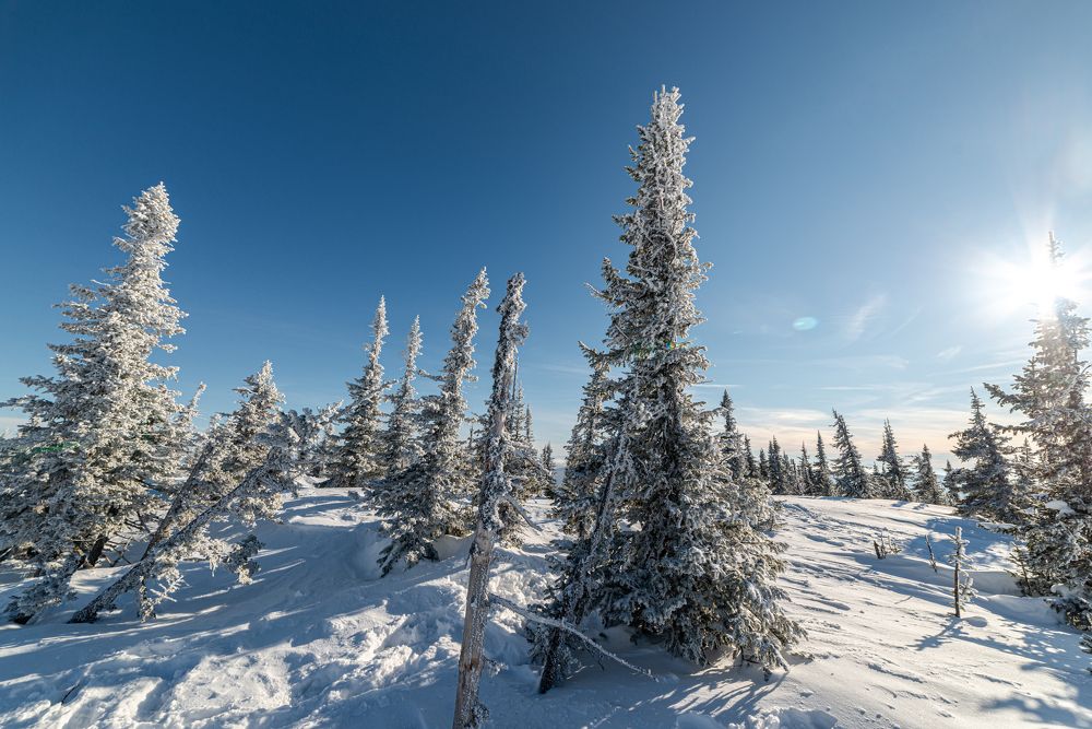Фотография автора NIKOLAY KALININ